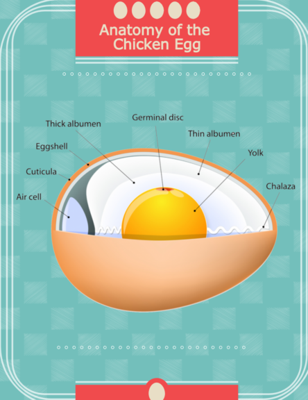 How are Eggs Made? Have You Ever Wondered? | Small Pet Select