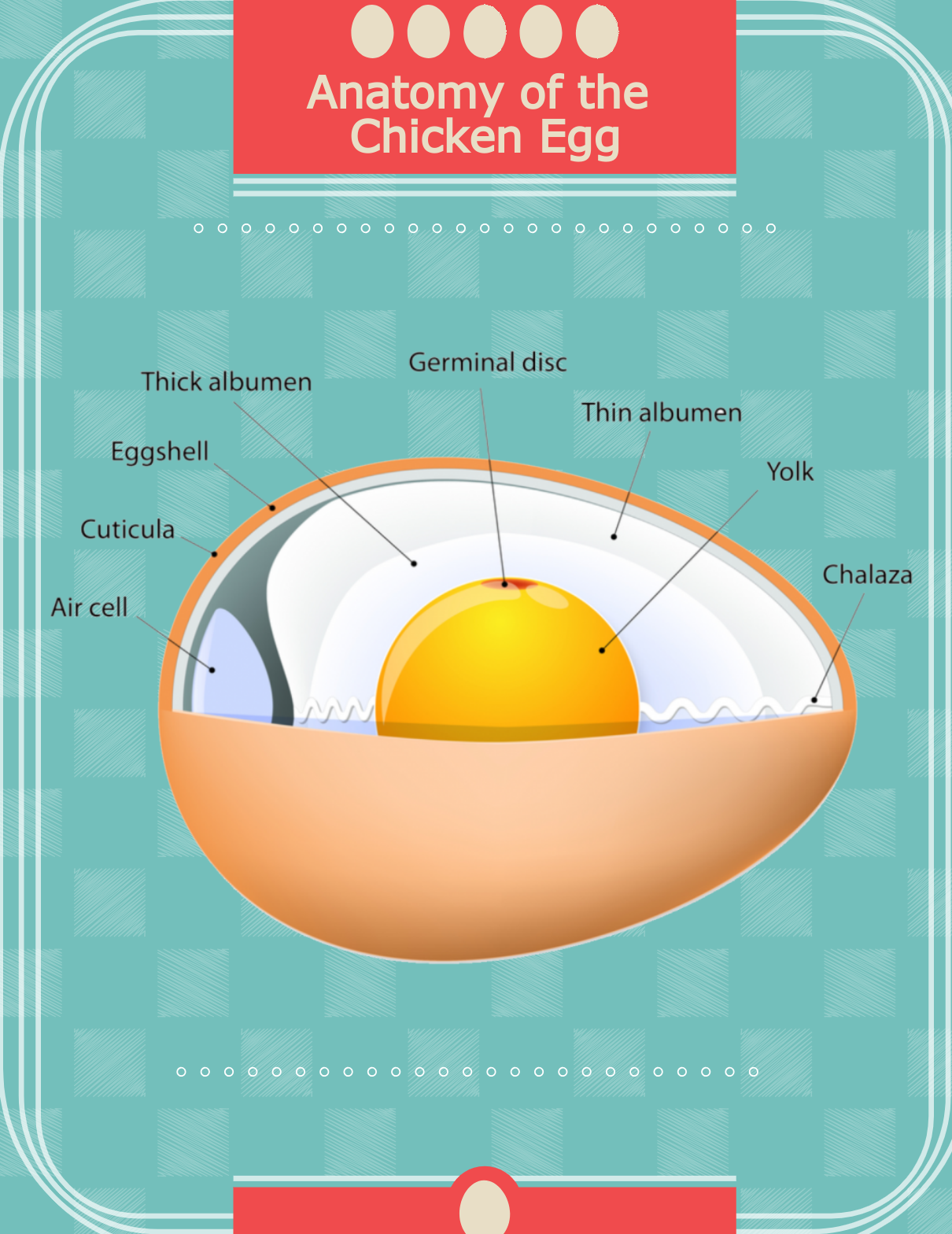 Anatomy Of An Egg - Anatomical Charts & Posters