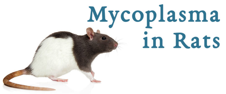 Mycoplasma In Rats Its A Common Respiratory Issue Small Pet Select