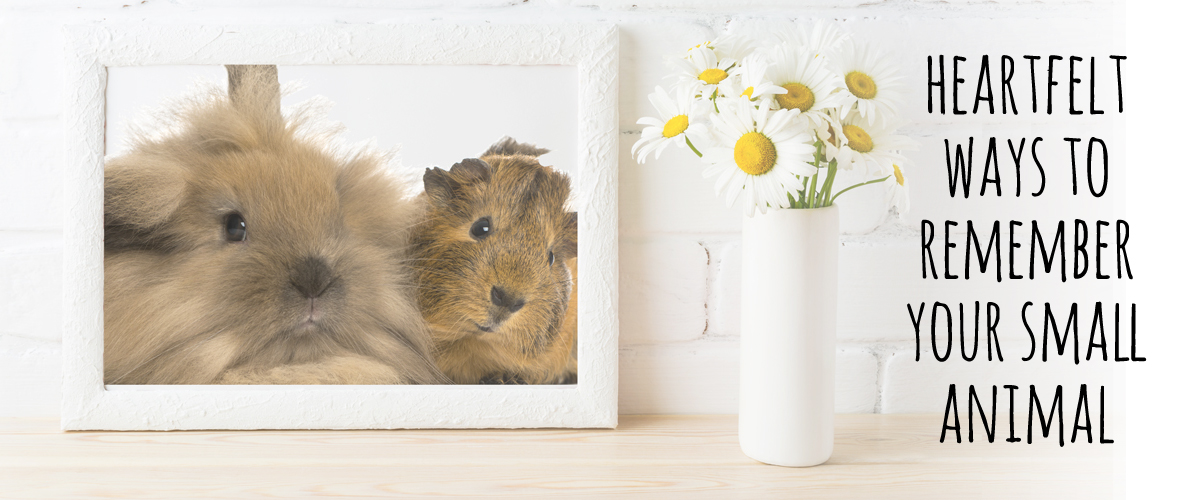 guinea pig remembrance