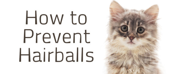 How to prevent hairballs