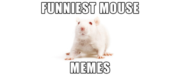 mouse memes