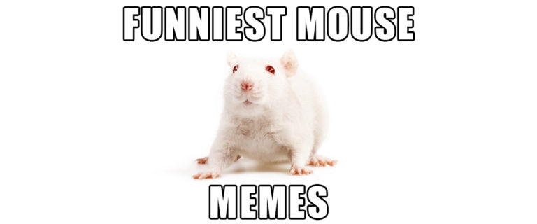 Mice + Memes = Awesome. Don't Believe Me? | Small Pet Select