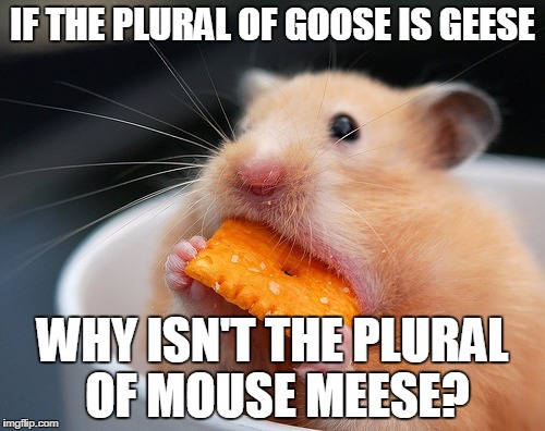 mouse meme - meese