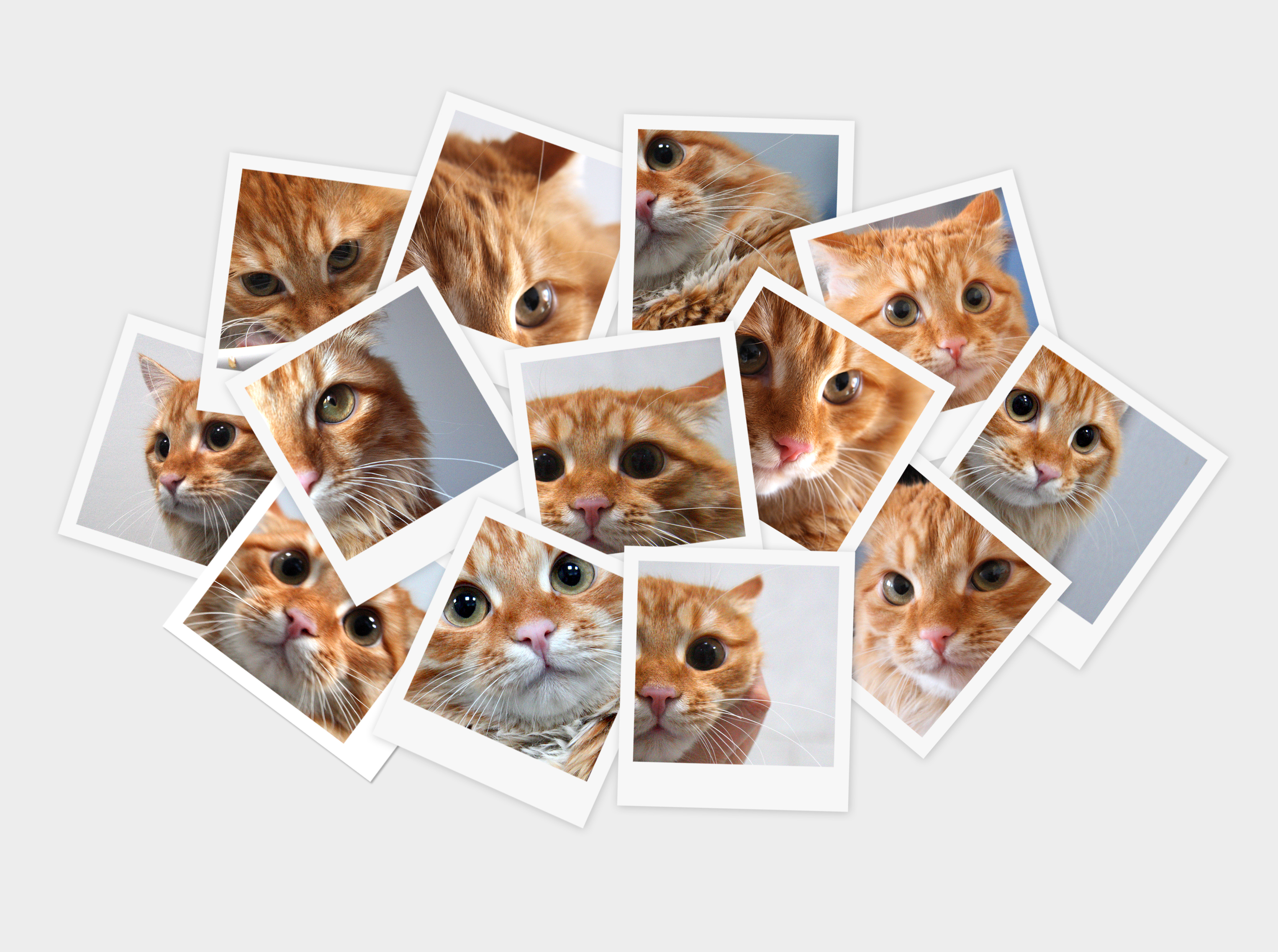 cat photos