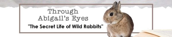 Through Abigail's Eyes: The secret life of wild rabbits
