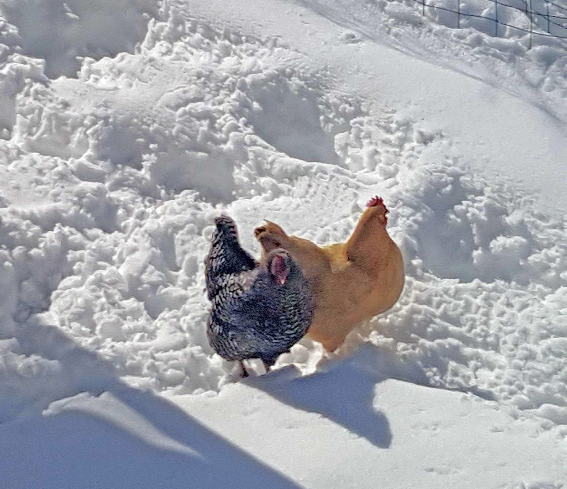 A couple of (fool)hardy chickens going on a wintery walk
