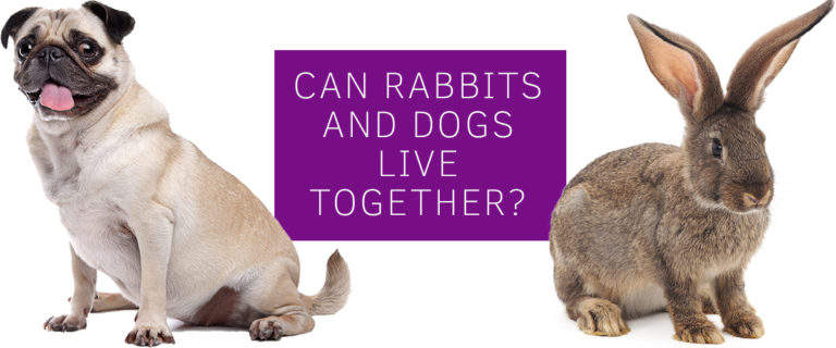 can dogs rabbits live together