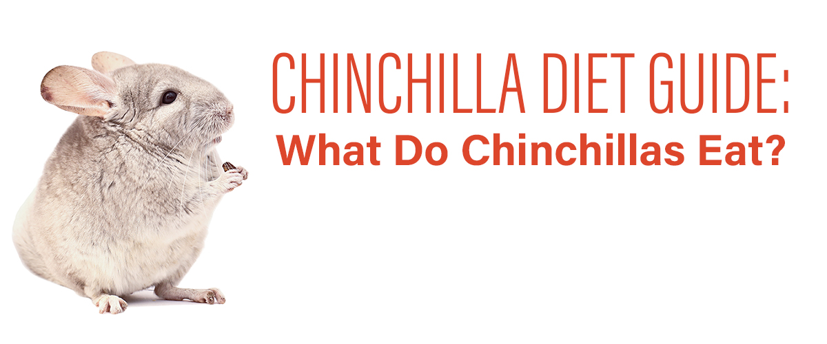 chinchilla food list