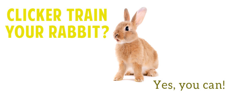 clicker train your rabbit, yes you can