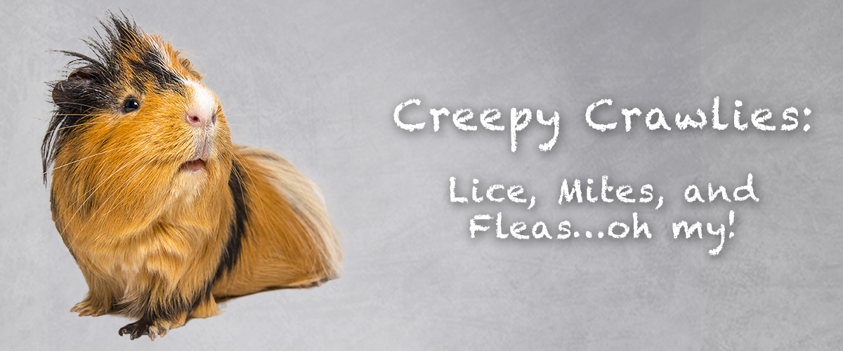 Keep Your Guinea Pig Free of Mites and Lice | Small Pet Select