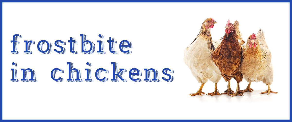 can-chickens-get-frostbite-yes-they-certainly-can-small-pet-select