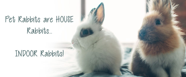 house rabbits are indoor rabbits