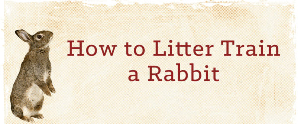 can you litter train a rabbit?