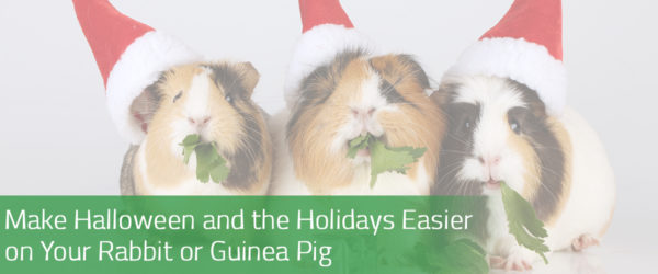 Make Halloween and the Holidays easier on your rabbit or guinea pig.