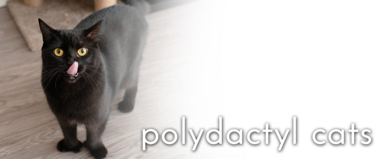 polydactyl cats