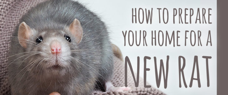 Rat Supplies You ll Need To Prepare For Your Pet Small Pet Select