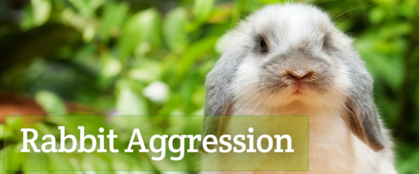 rabbit aggression blog picture