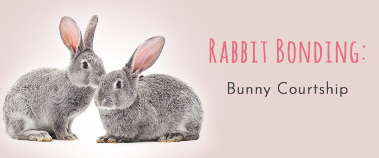 rabbit bonding bunny courtship
