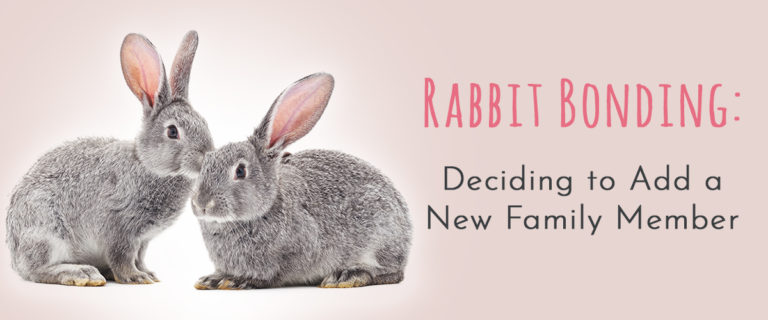 rabbit bonding deciding to add new family member