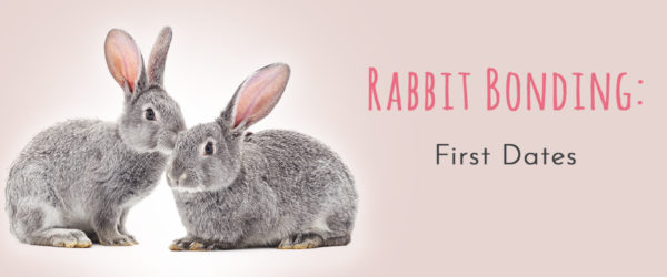 rabbit bonding first dates