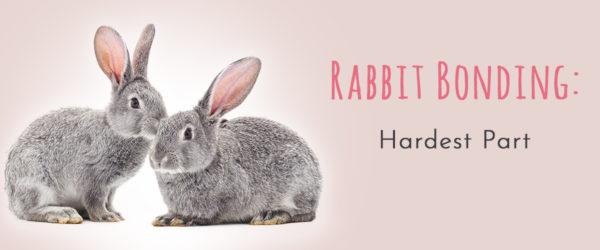 rabbit bonding hardest part