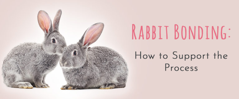 rabbit bonding how to support process