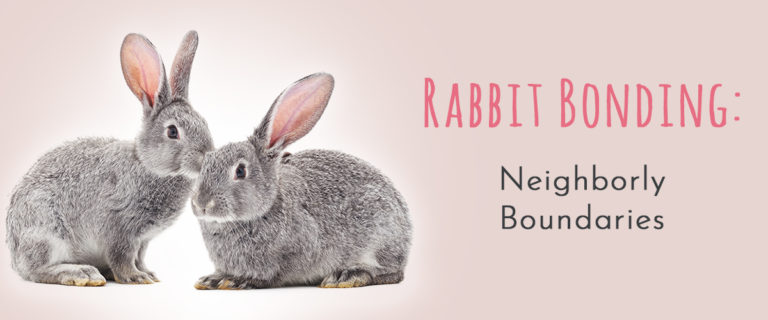 rabbit bonding neighborly boundaries