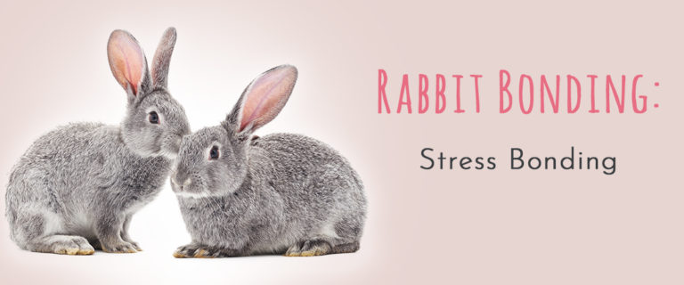 rabbit bonding stress bonding