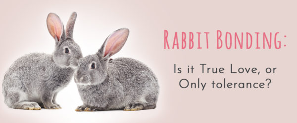 rabbit bonding true love or only tolerance
