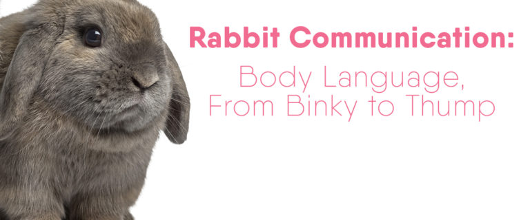 What Does It Mean When Rabbits Thump Pbs Pet Travel