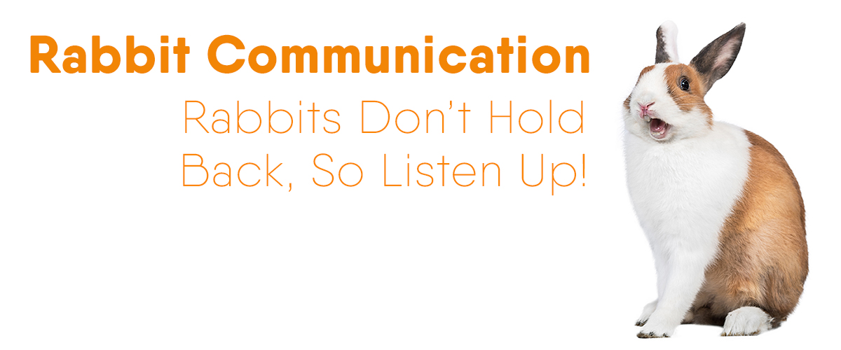 Rabbit communication rabbits don’t hold back, so listen up! Small Pet Select Blogs Small