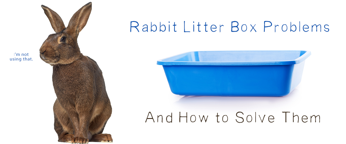 I'm Having Rabbit Litter Box Issues 