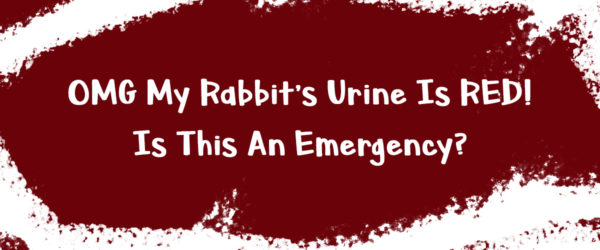 rabbit red urine