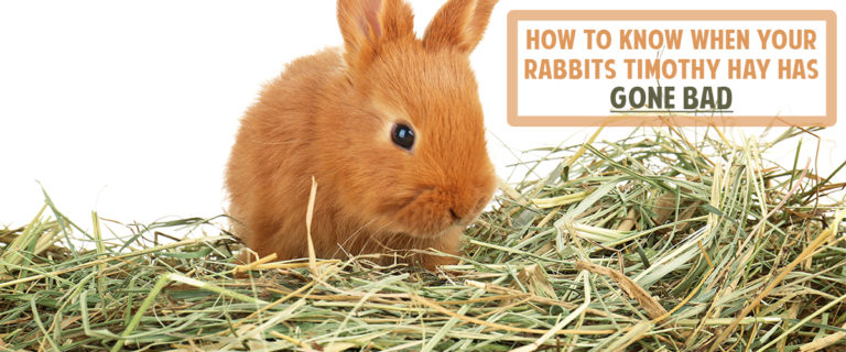 Has your rabbit's timothy hay gone bad?