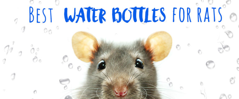 best water bottles for rats