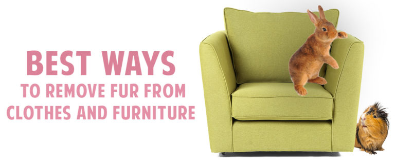Best ways to remove fur from clothes and furniture!