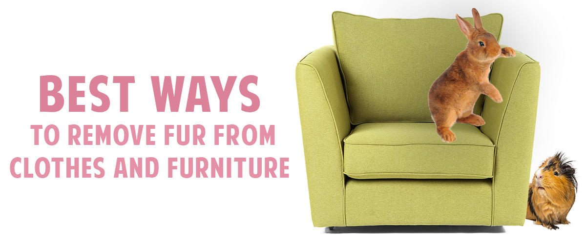 Do you match your outfits to your critter's fur color? Small Pet Select