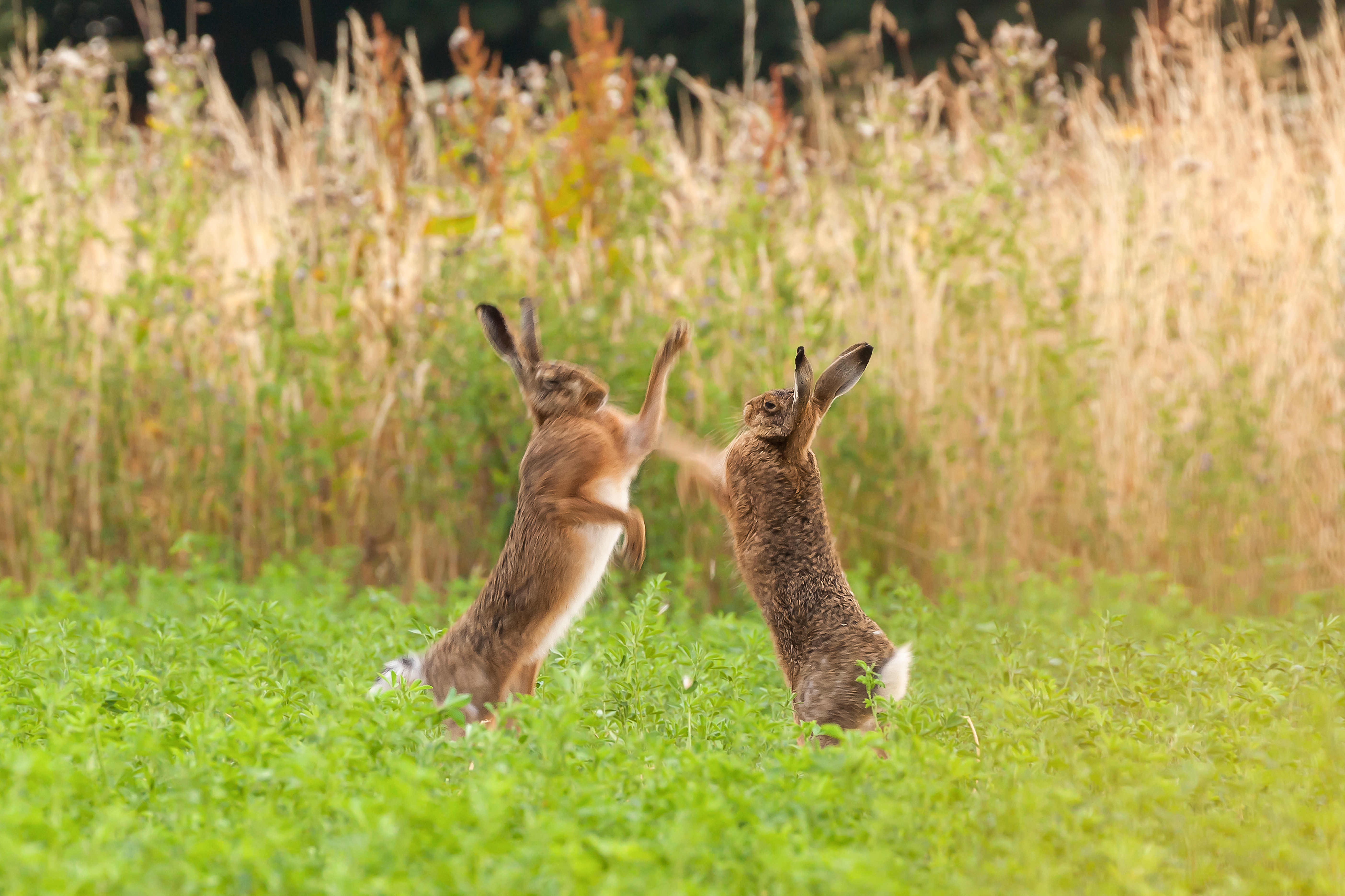 rabbits boxing rabbits boxing