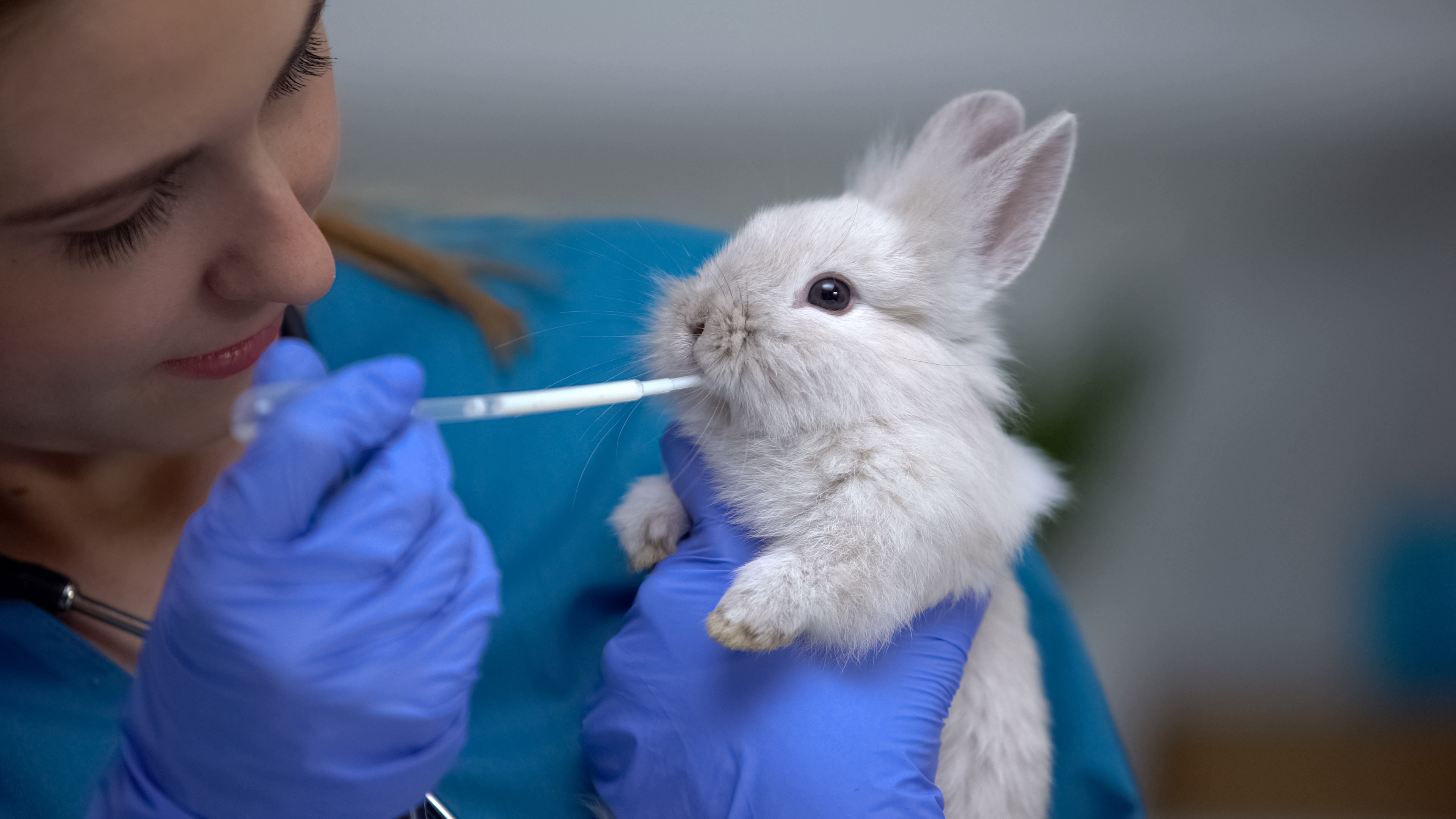 Syringe feeding rabbits