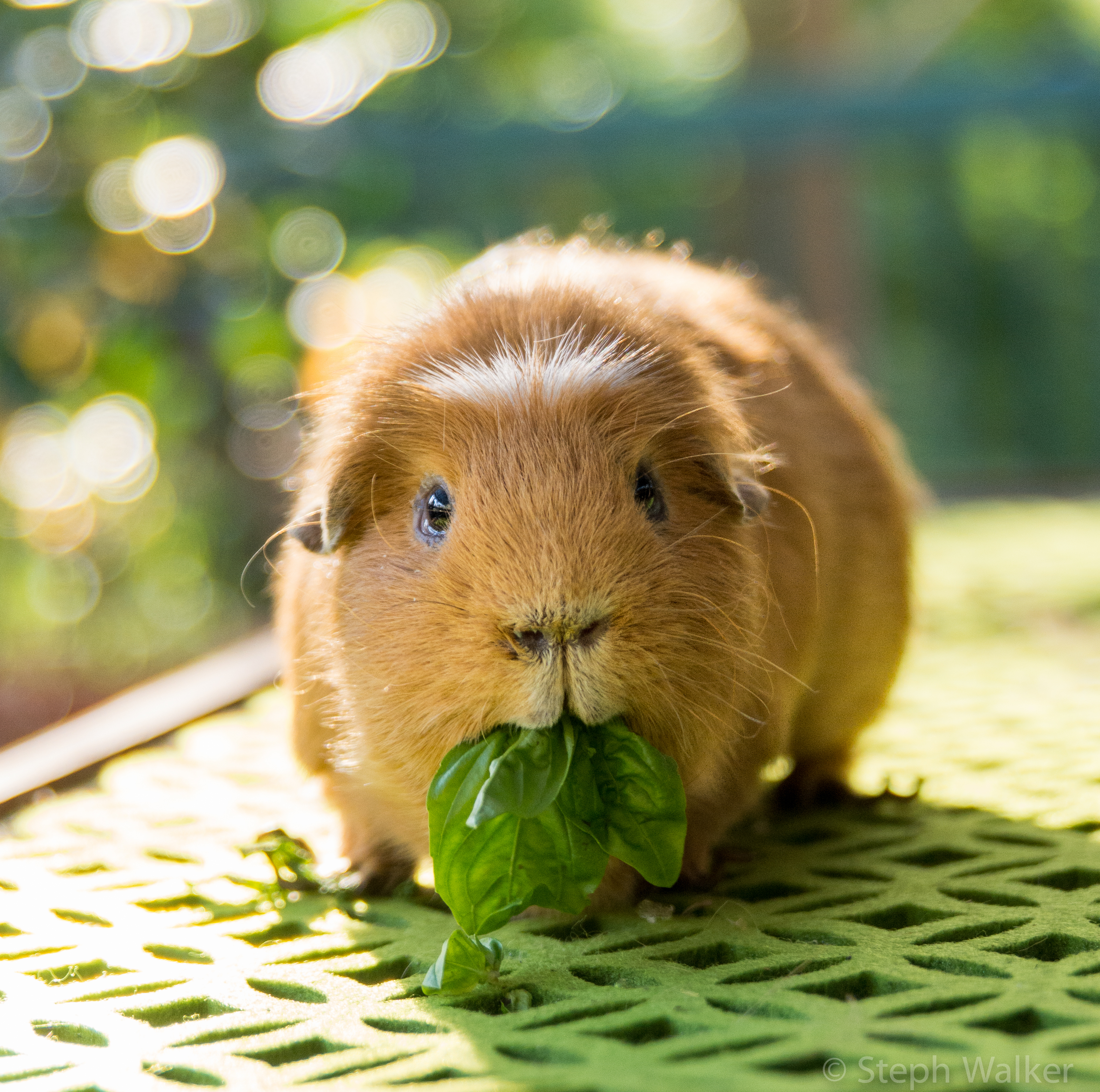 Can Guinea Pigs Eat Potatoes? ...Nope. They Shouldn't ...