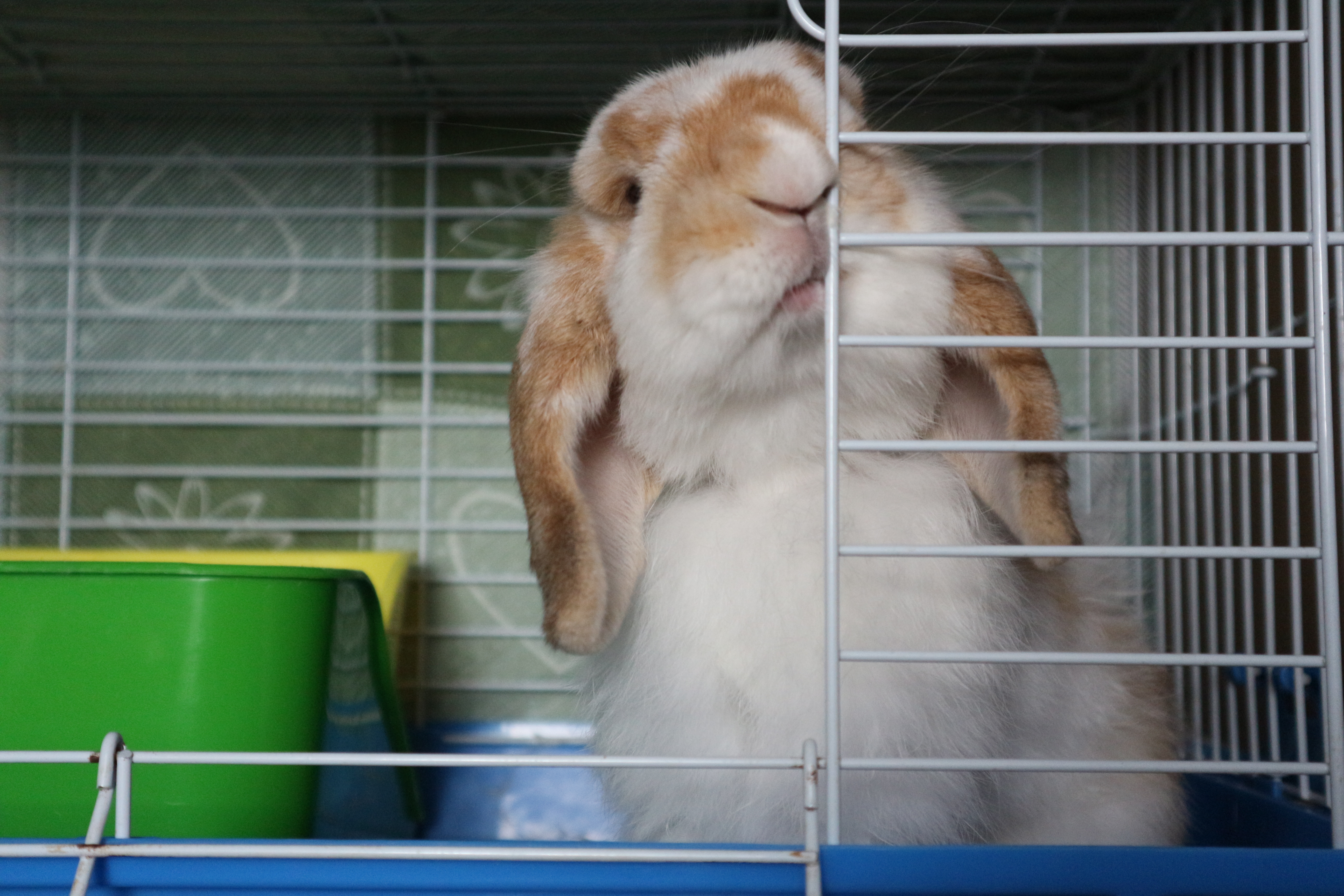 lop bunny in cage lop bunny in cage