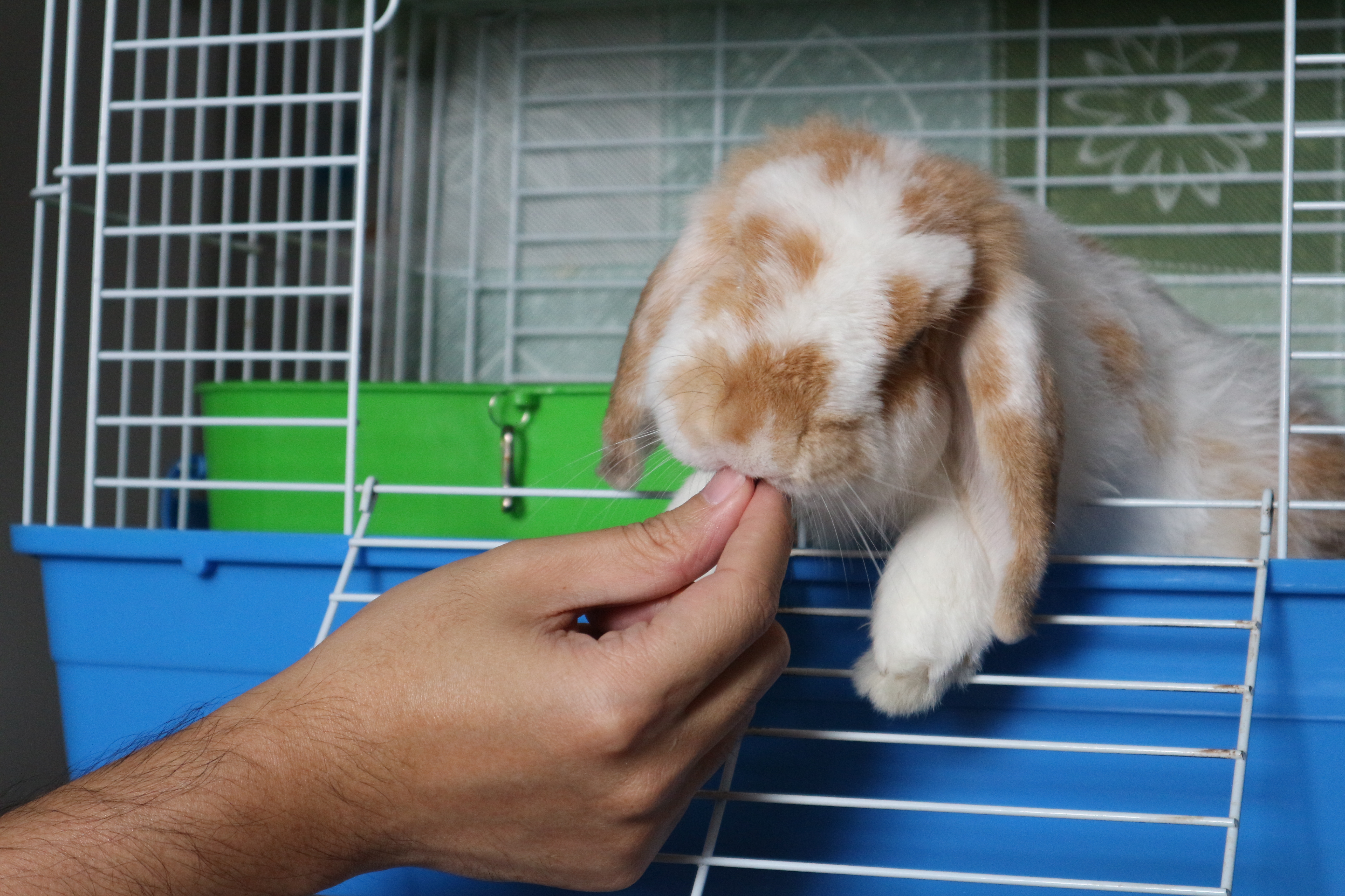 rabbit biting cage