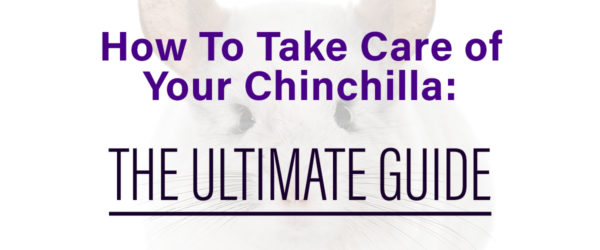 chinchilla care guide