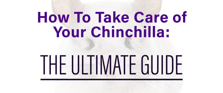 chinchilla care guide
