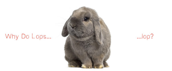 why do lops lop?