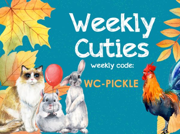 Weekly Cuties 11-16-2019