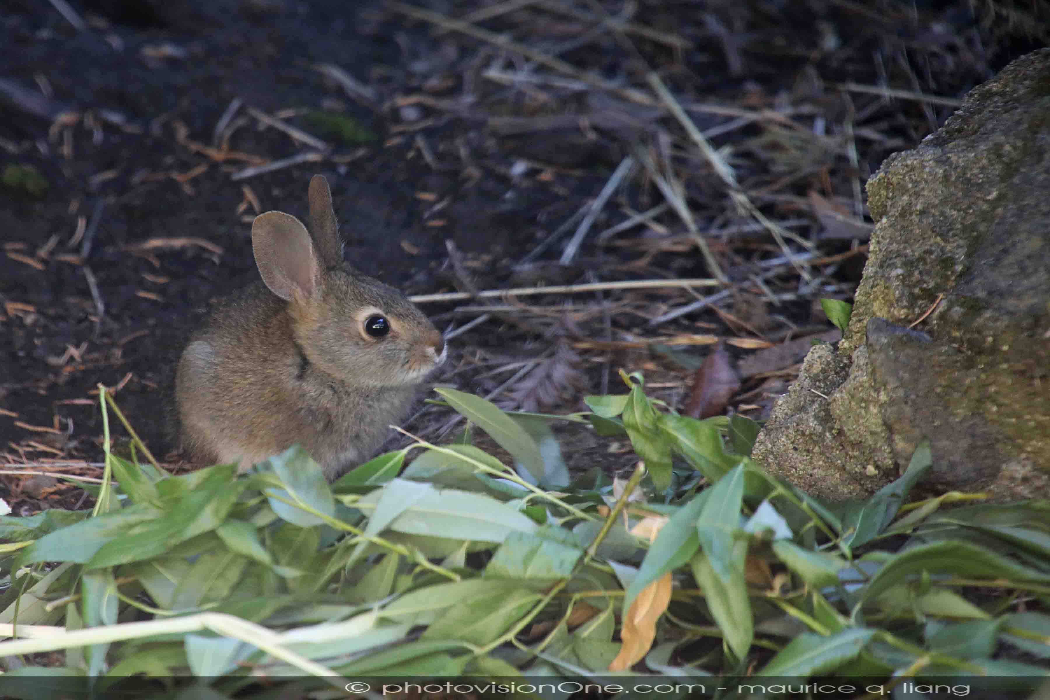Abby moves on as a new litter of wild buns is born. | Small Pet Select
