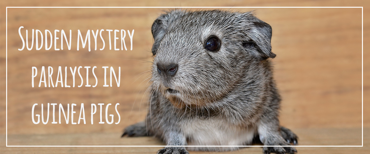 Mystery Paralysis In Guinea Pigs Small Pet Select