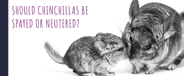 should chinchillas be spayed or neutered?